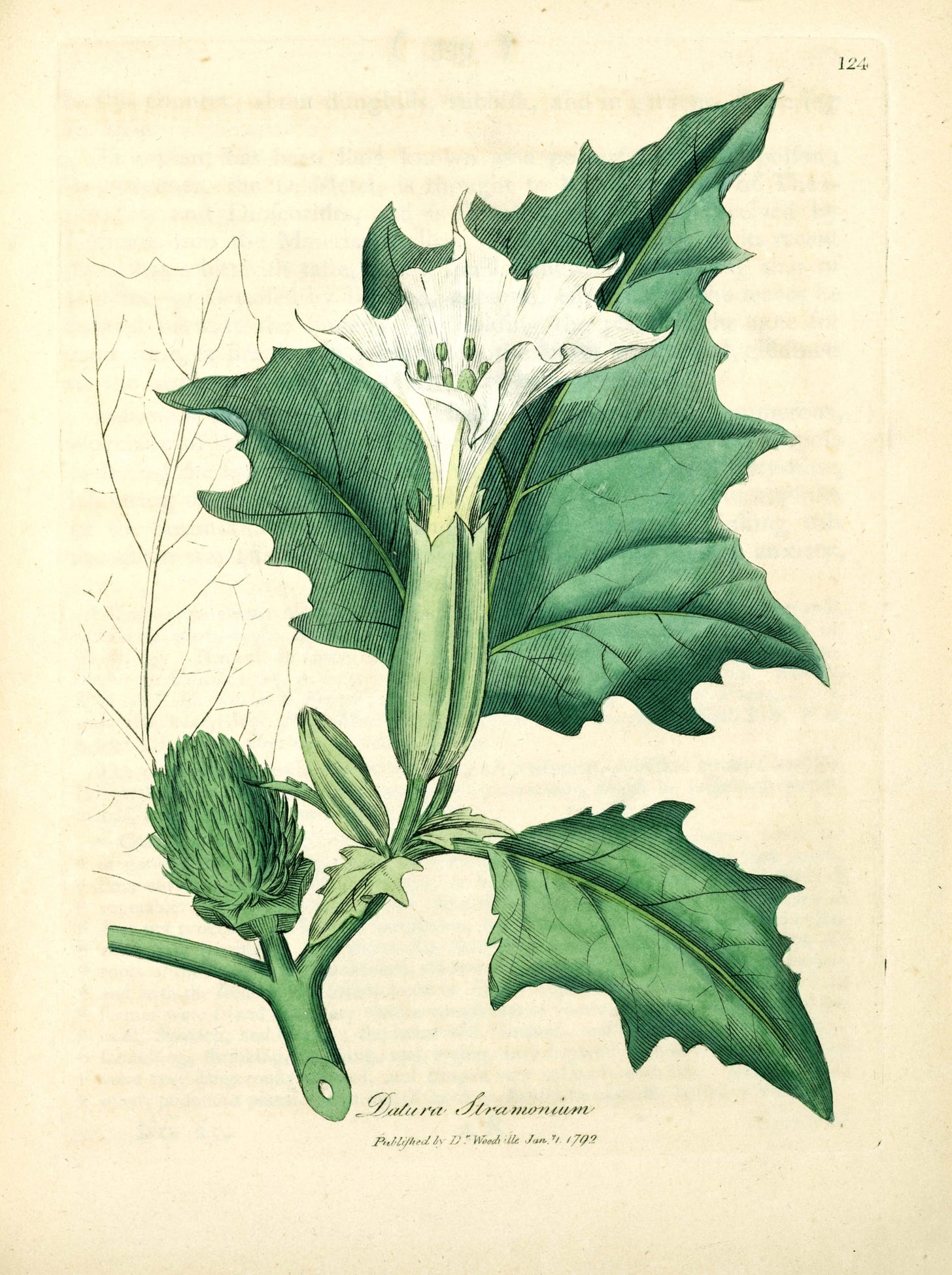 Datura stramonium (Jimsonweed) - Plate 124 ·