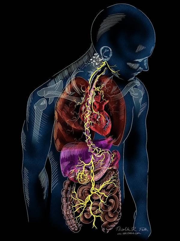 Brief Anatomy Lesson on the Vagus Nerve | Flintridge Family Chiropractic