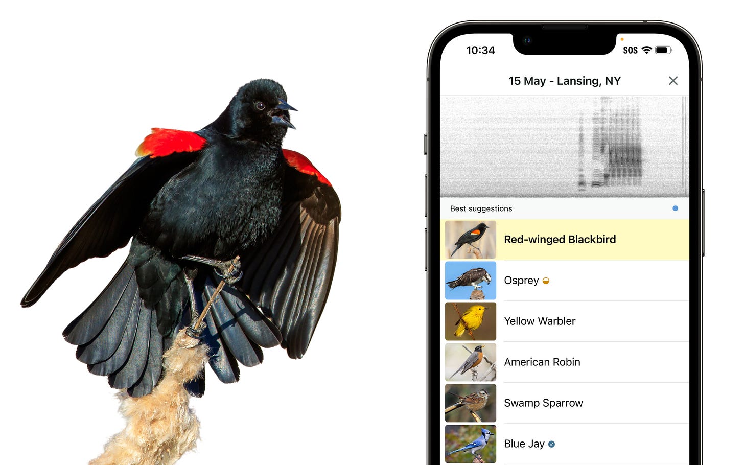 Merlin Bird ID – Free, instant bird identification help and guide for  thousands of birds – Identify the birds you see