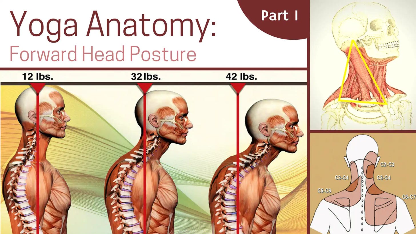 Yoga Anatomy: Forward Head Posture - Part 1 - YogaUOnline Yoga Anatomy: Forward Head Posture - Part 1 - YogaUOnline