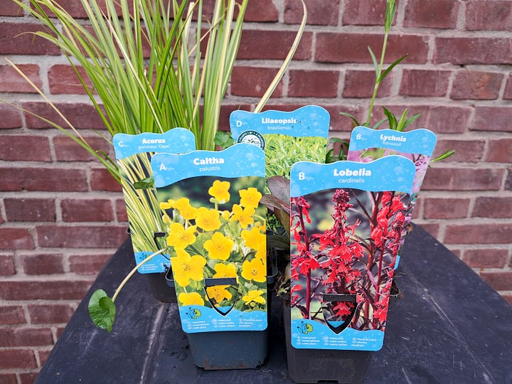 Pond plants