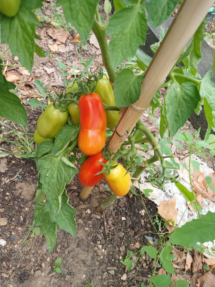L-R: Cucamelon, Gala melon, Unknown Apple, San Marzano tomatoes