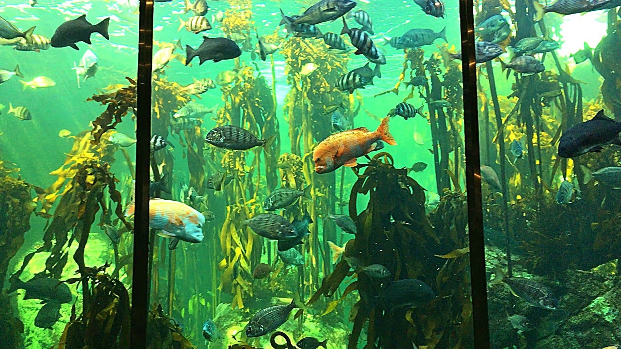 Colourful fish in a kelp forest Colourful fish in a kelp forest