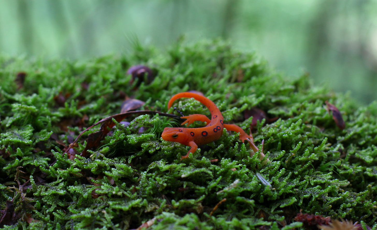 A red eft crawls across a patch of moss. A red eft crawls across a patch of moss.