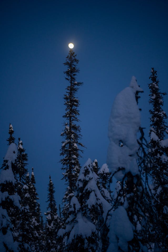 A nearly full moon appears to balance precisely on the tip of a tall slender black spruce tree against a deep blue night sky. A large snow-capped shrub or small tree looms in the right foreground. Fairbanks, Alaska.