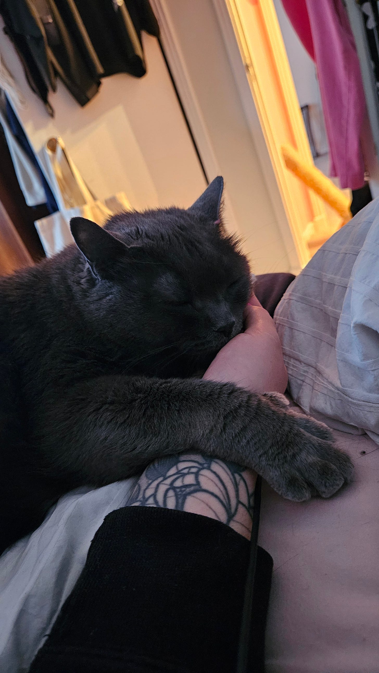 a grey cat is nuzzled into a hand, paw draped over an arm covered in floral tattoos with a background of clothes hanging on a door
