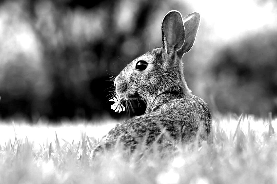 selective focus photo of brown rabbit on grasses selective focus photo of brown rabbit on grasses