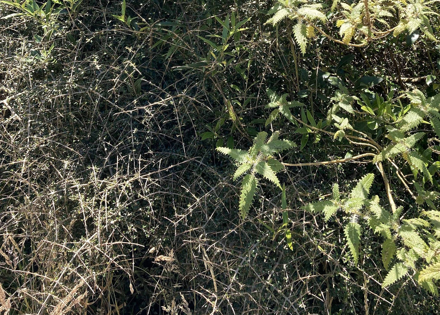On left a twiggy shrub with small leaves, on right a nettle with giant spines on the leaves