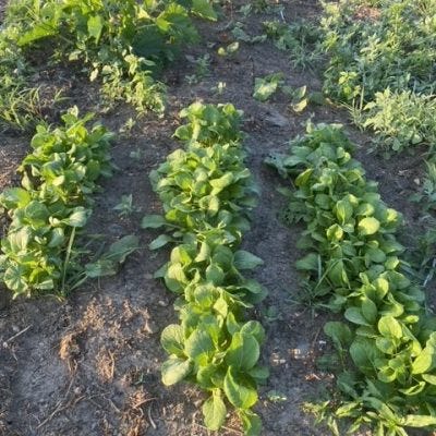 Community farm plots are available for the 2023 growing season at the Portsmouth AgInnovation Farm