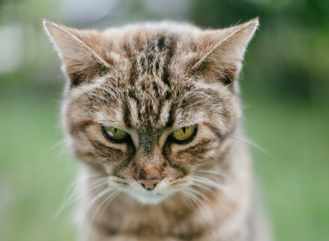 a cat standing in the grass