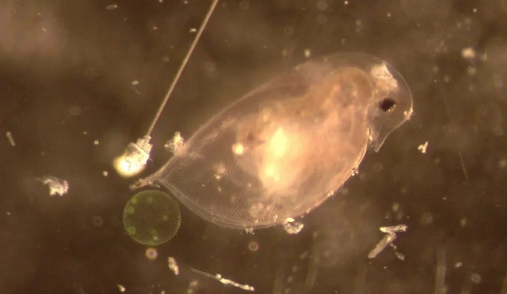 Resin and glass surround and spear a water snail and water flea in a sample collected by Dr. Corina Ciocan and her research team. (Photo courtesy of Dr. Ciocan) Resin and glass surround and spear a water snail and water flea in a sample collected by Dr. Corina Ciocan and her research team. (Photo courtesy of Dr. Ciocan)