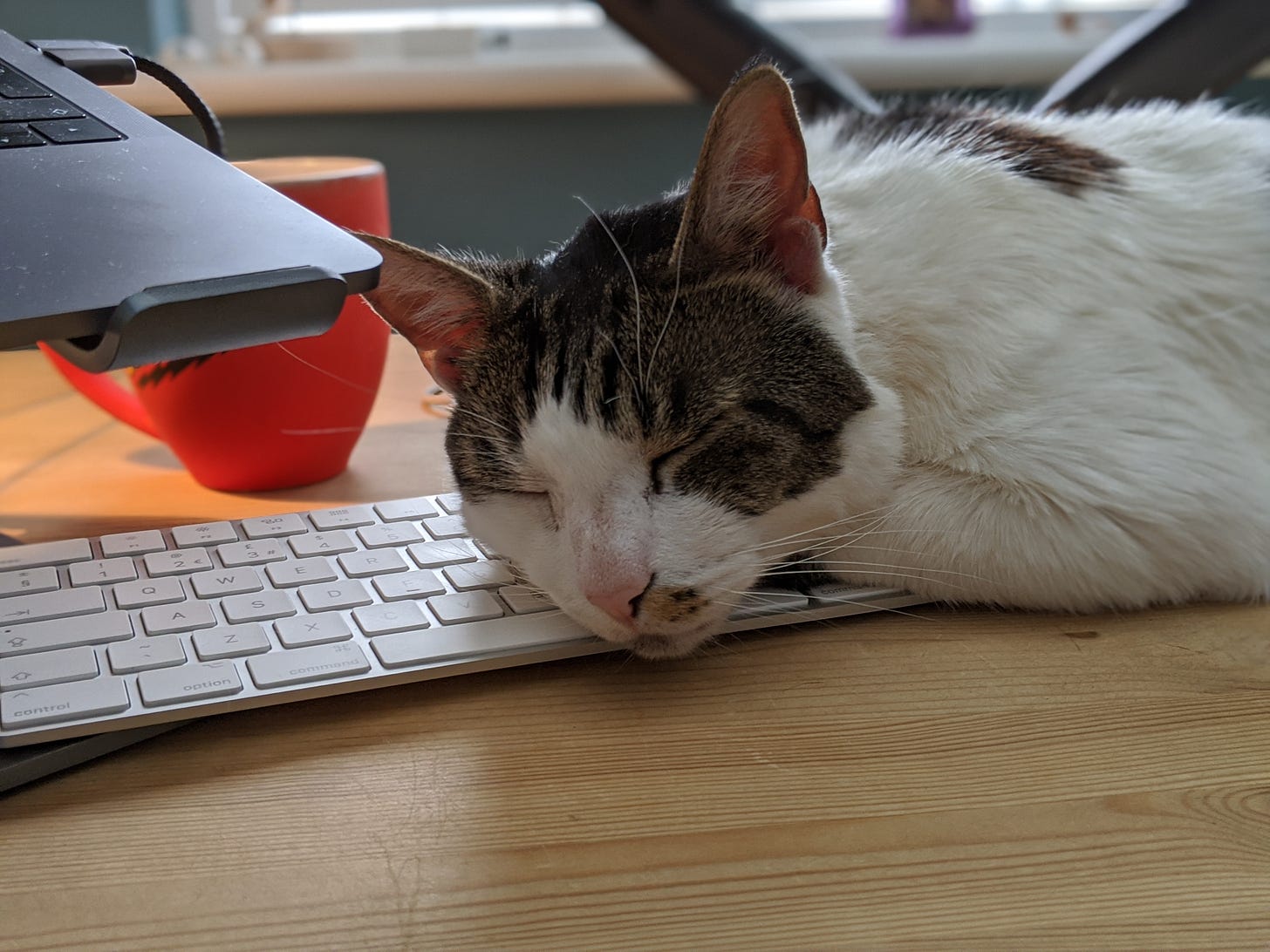 cute cat lying on keyboard