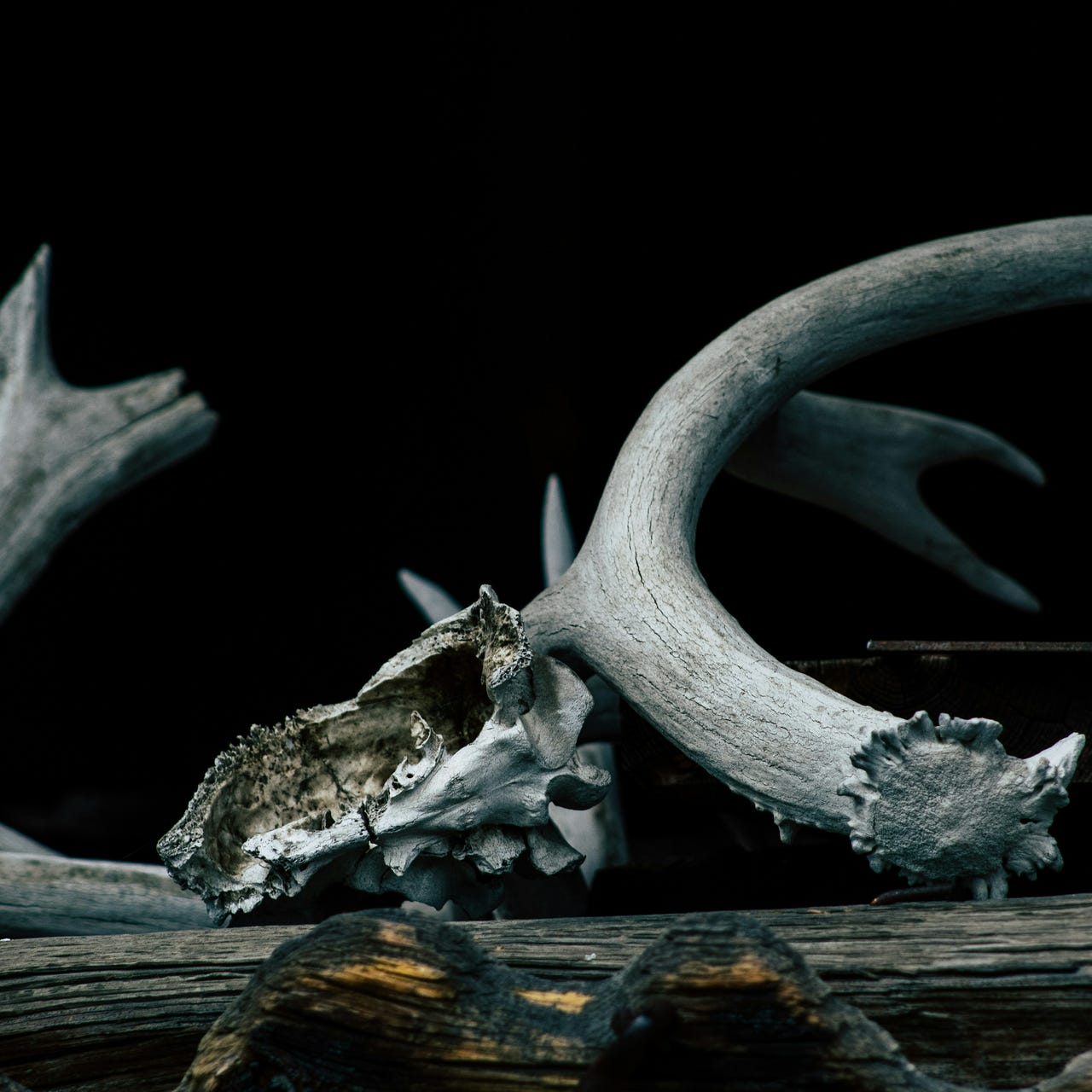 Gathering Bones