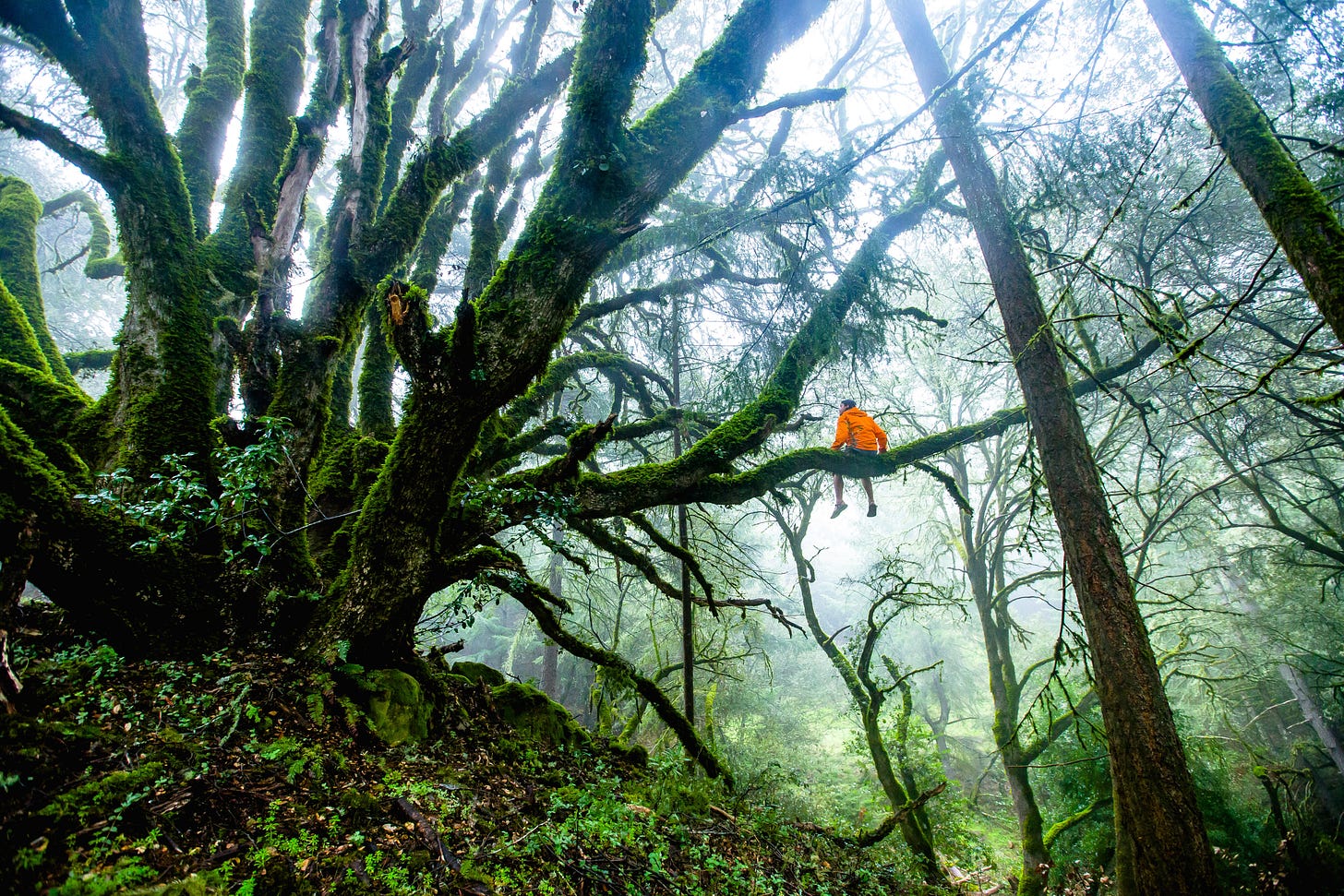 Photo of a person sitting alone on a mossy tree branch. @wirestock