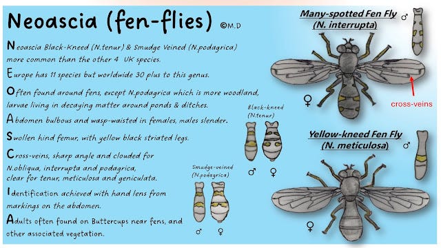 An acrostic postcard showing for Neoascia (fen flies) factiods, artwork and abdominal for four of the 6 UK species An acrostic postcard showing for Neoascia (fen flies) factiods, artwork and abdominal for four of the 6 UK species