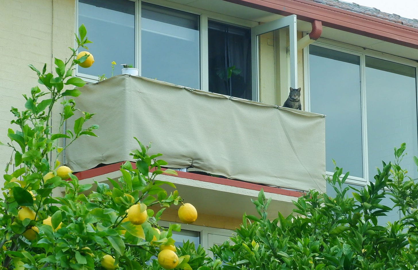A cat looks on from a balcony in a building behind the lemon tree.