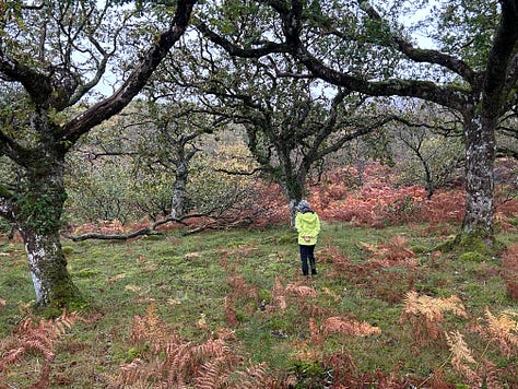 Photographs from Cloanaig Oakwoods, Kintyre
