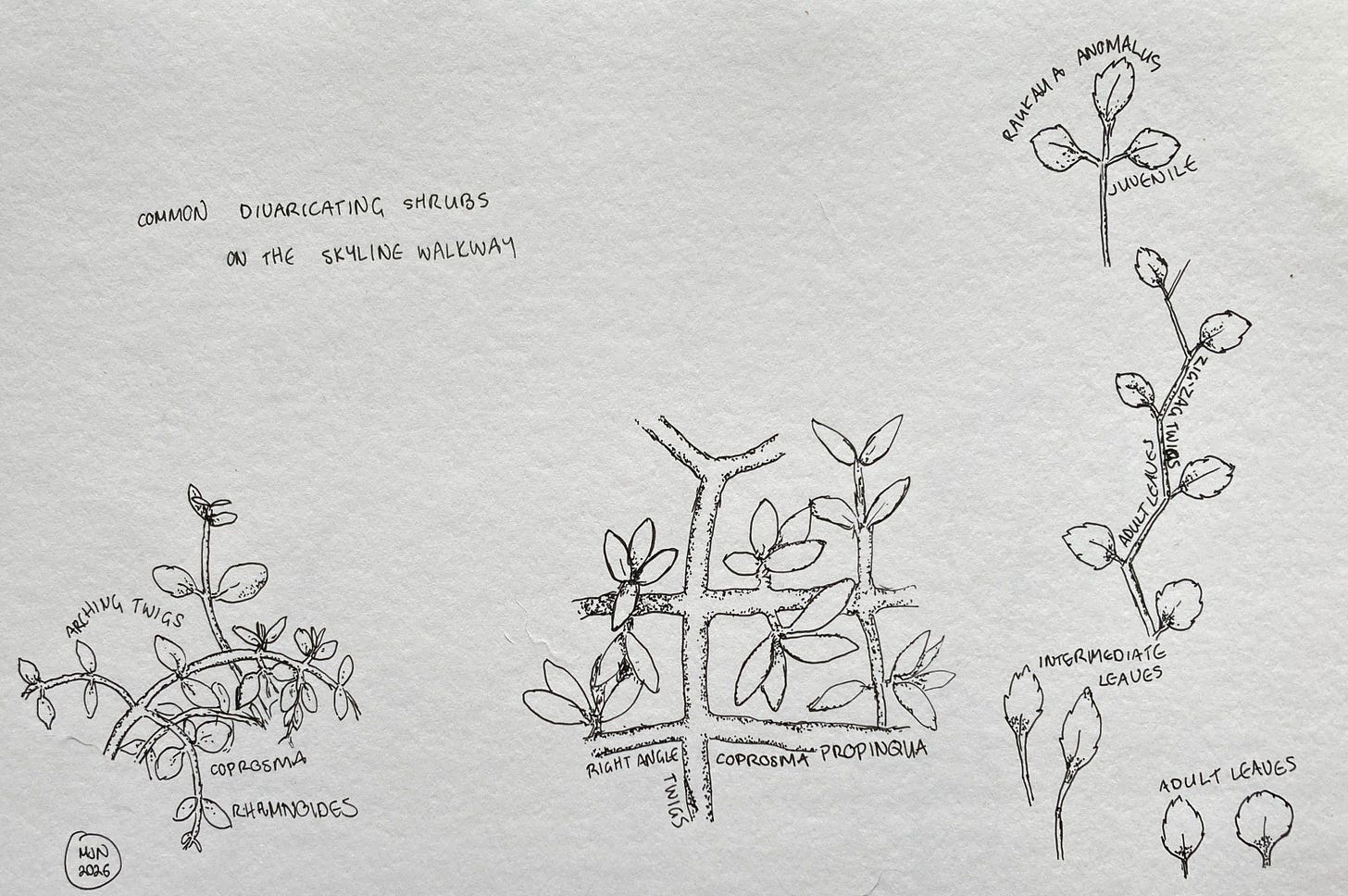 Line drawings of Coprosma rhamnoides, Coprosma propinqua and Raukaua anomalus Line drawings of Coprosma rhamnoides, Coprosma propinqua and Raukaua anomalus