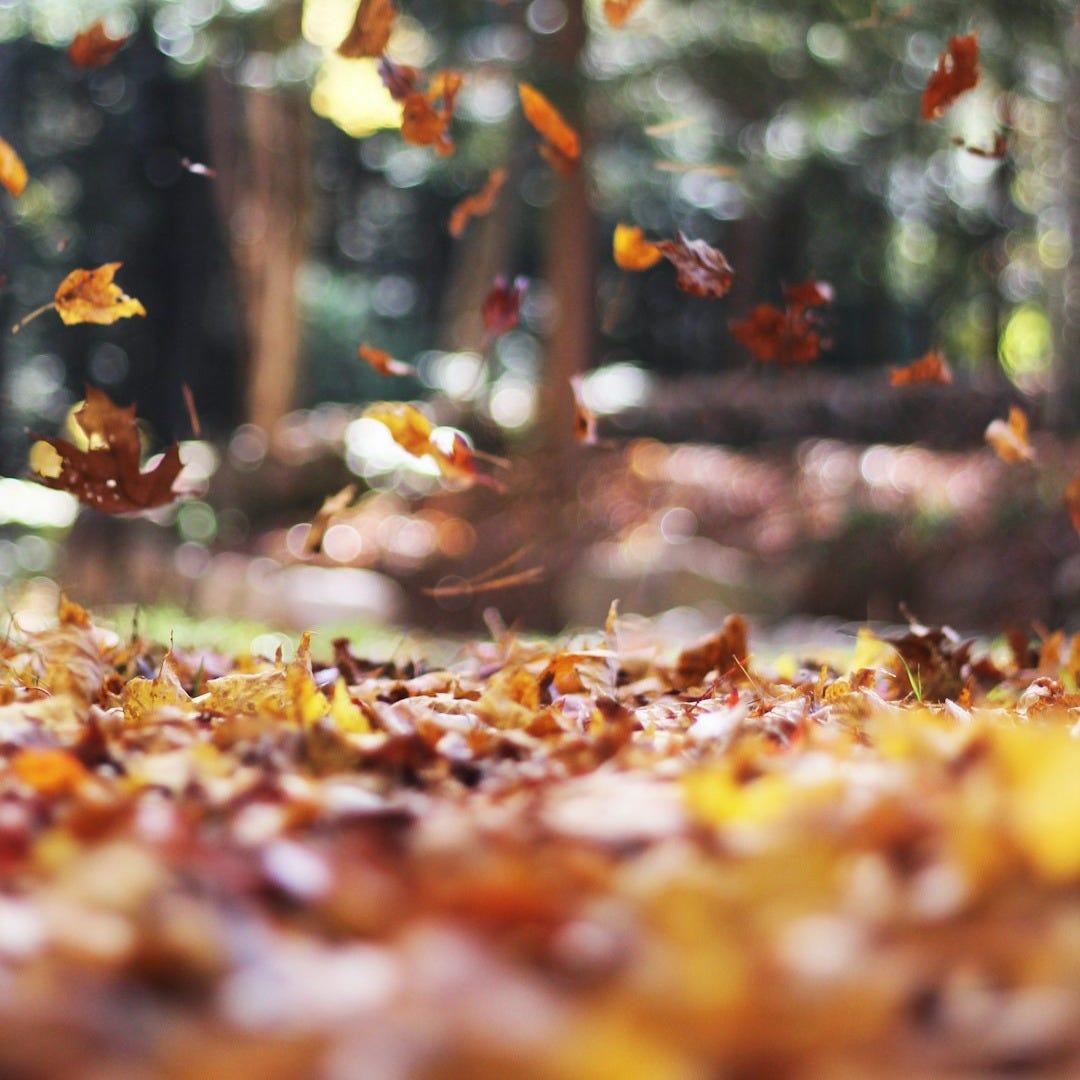 selective focus photography of orange and brown falling maple leaves