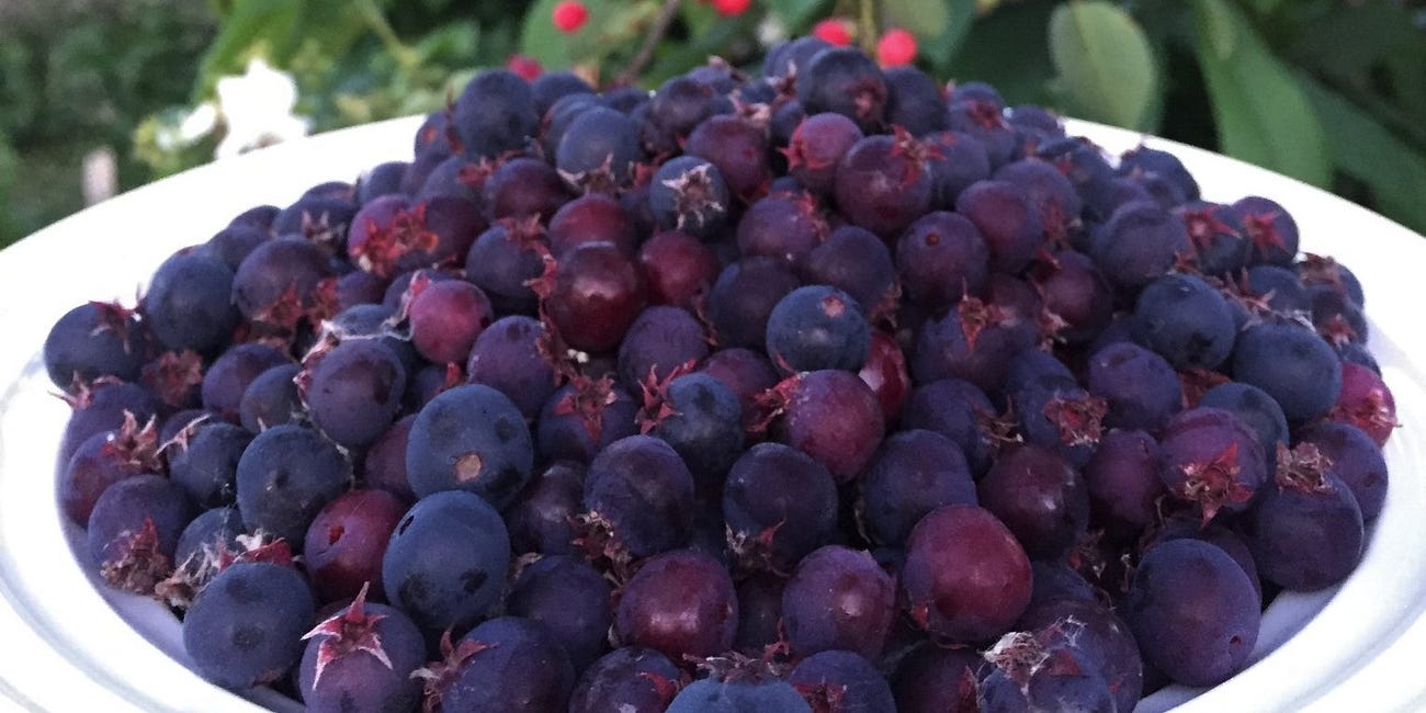 Serviceberry 