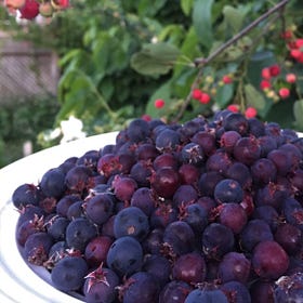 Serviceberry - a secret treasure of the north