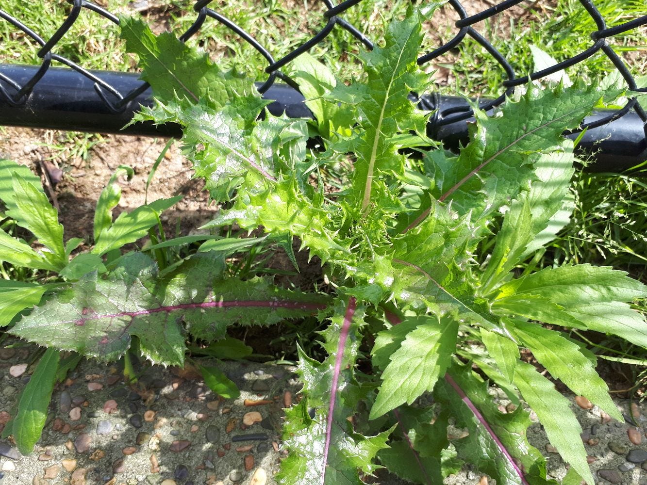 Sonchus [prickle leaf] sml.jpg