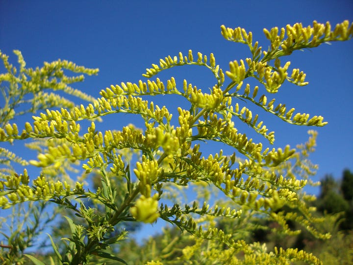 Yellow flowering stalks of goldenrod species