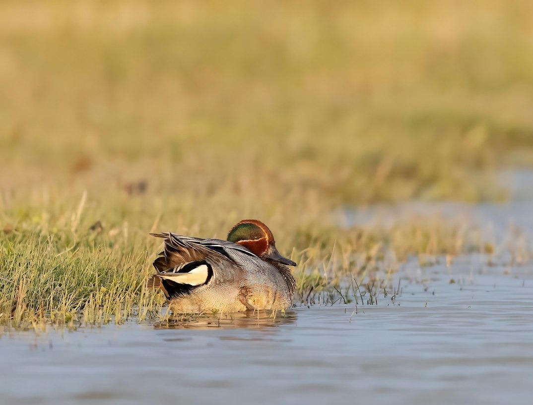 a duck is swimming in a body of water