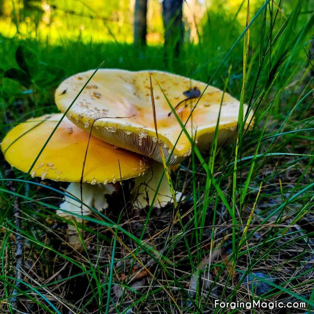 Fly agaric in the forest Fly agaric in the forest
