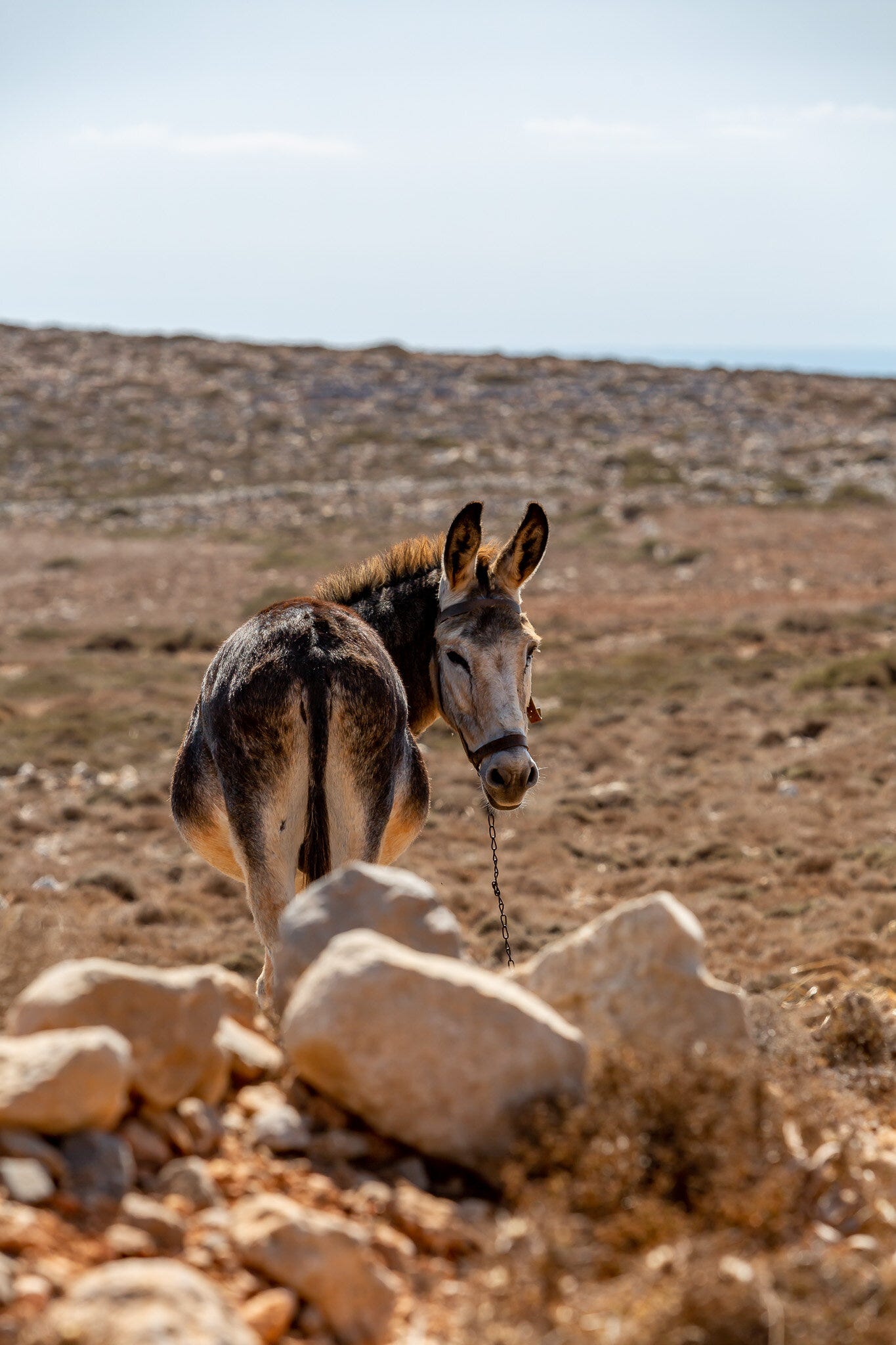 www.stemajourneys.com-kasos tours-kasos genikes-866.jpg www.stemajourneys.com-kasos tours-kasos genikes-866.jpg