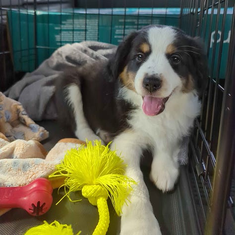 Dante sleeping, then in the kennel in the car, and finally in his new play pen.