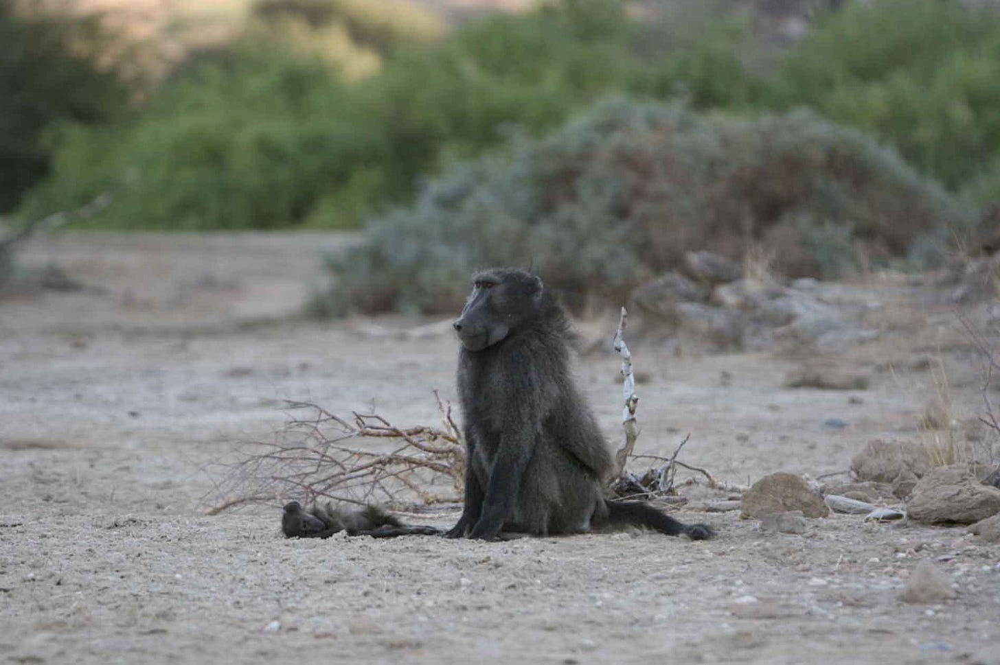 A male baboon sits next to the body of an infant, in a landscape with gravel and bushes visible in the background A male baboon sits next to the body of an infant, in a landscape with gravel and bushes visible in the background