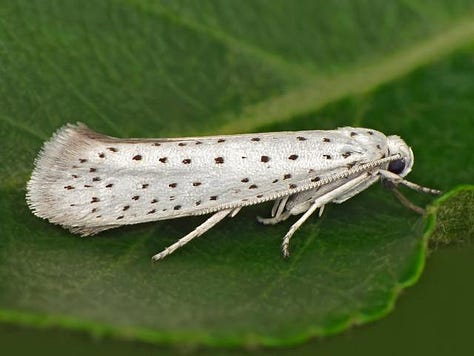 cocoon of caterpillers; small white moth with black spots; webbing on tree branches