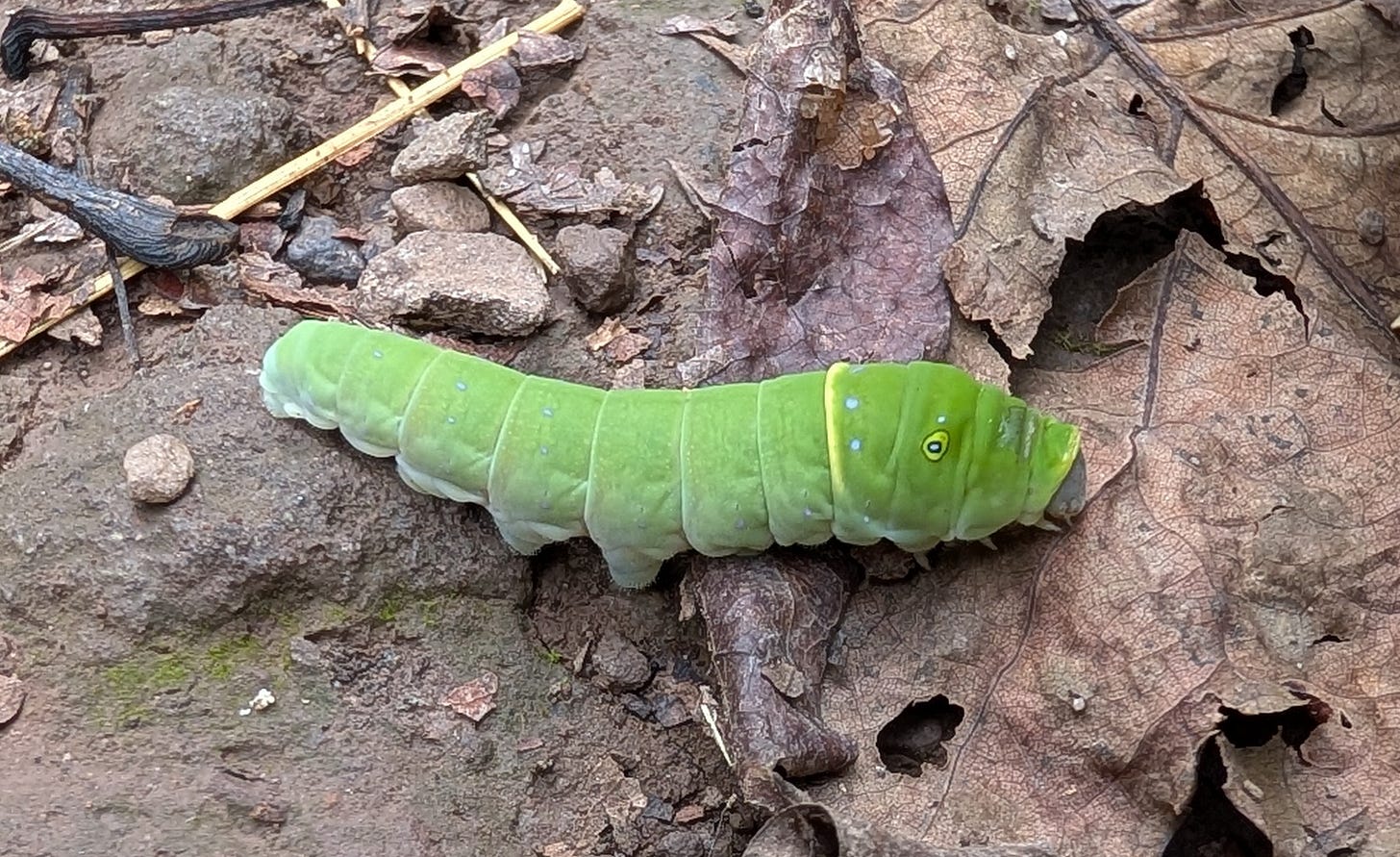 Eastern tiger swallowtail caterpillar