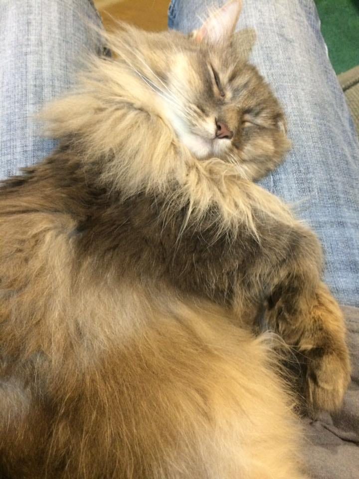 Kali Therapy Cats Kali Therapy Cats