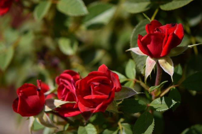daniela, miniature, rose, kordes, small sunny garden, amy myers, desert garden, october