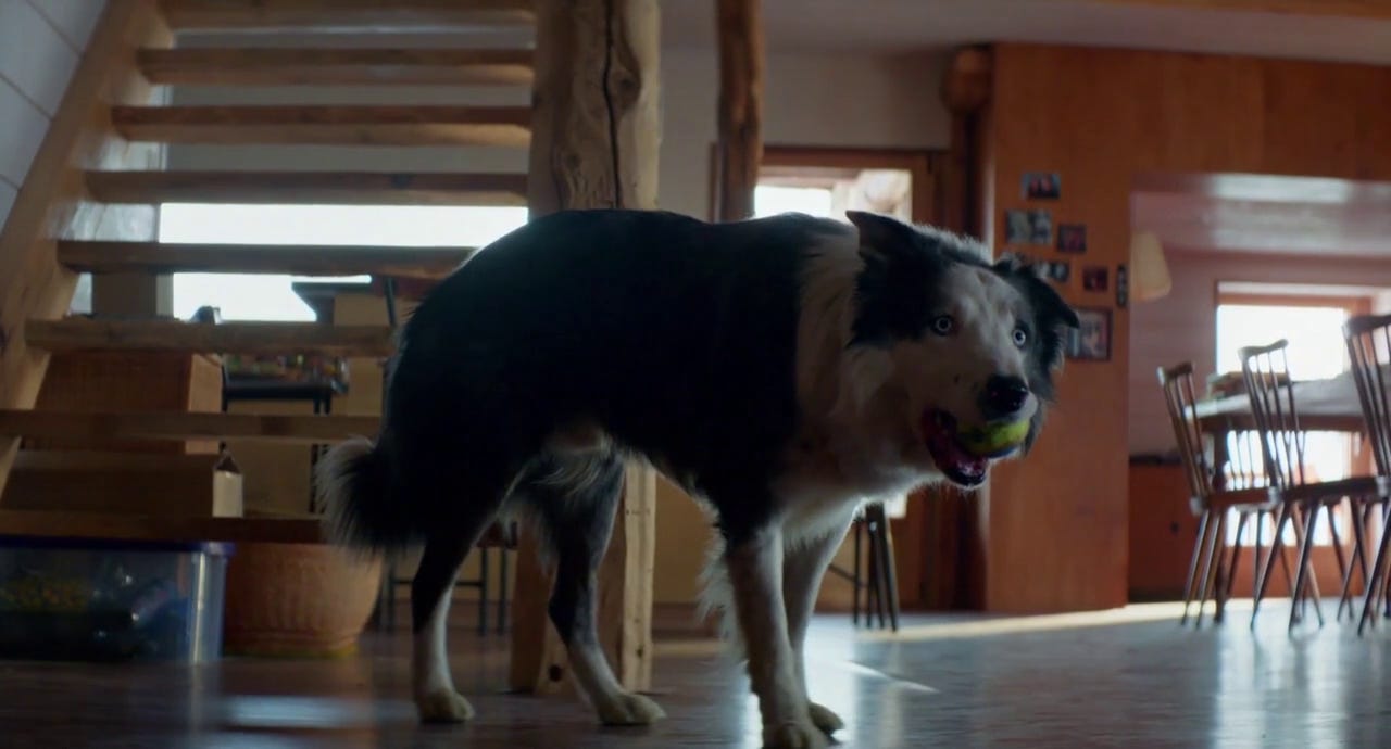 Interview: 'Anatomy of a Fall' Breakout Star Messi the Dog and Laura Martin Discuss the Craft of Canine Acting - Awards Radar Interview: 'Anatomy of a Fall' Breakout Star Messi the Dog and Laura Martin Discuss the Craft of Canine Acting - Awards Radar