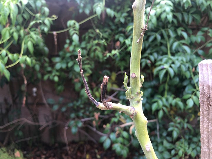 A young avocado plant flowers, then almost dies but with tender care, it begins to grow again. The elder avocado tree, thriving but produces no fruits.