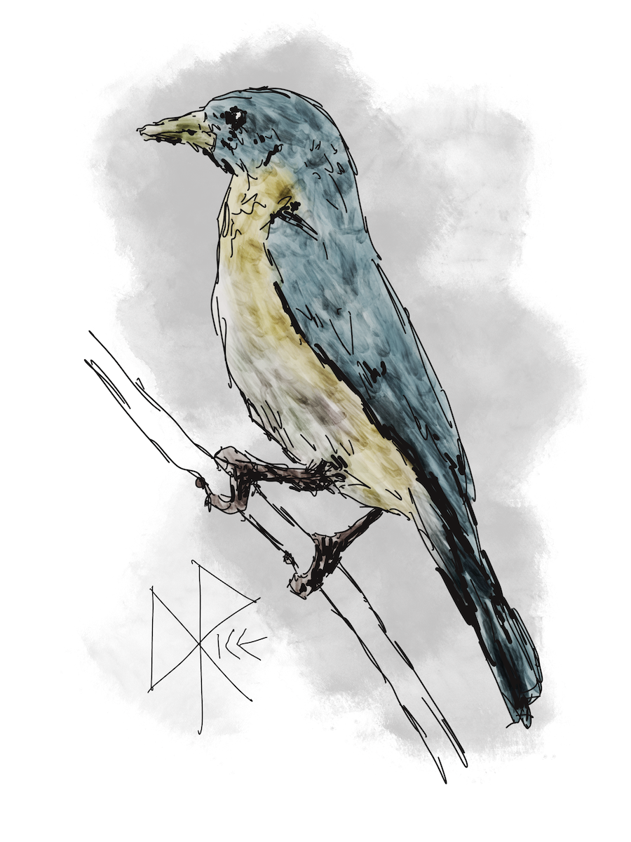 A bluebird sits on a branch. Sketch art by Don Rice. A bluebird sits on a branch. Sketch art by Don Rice.