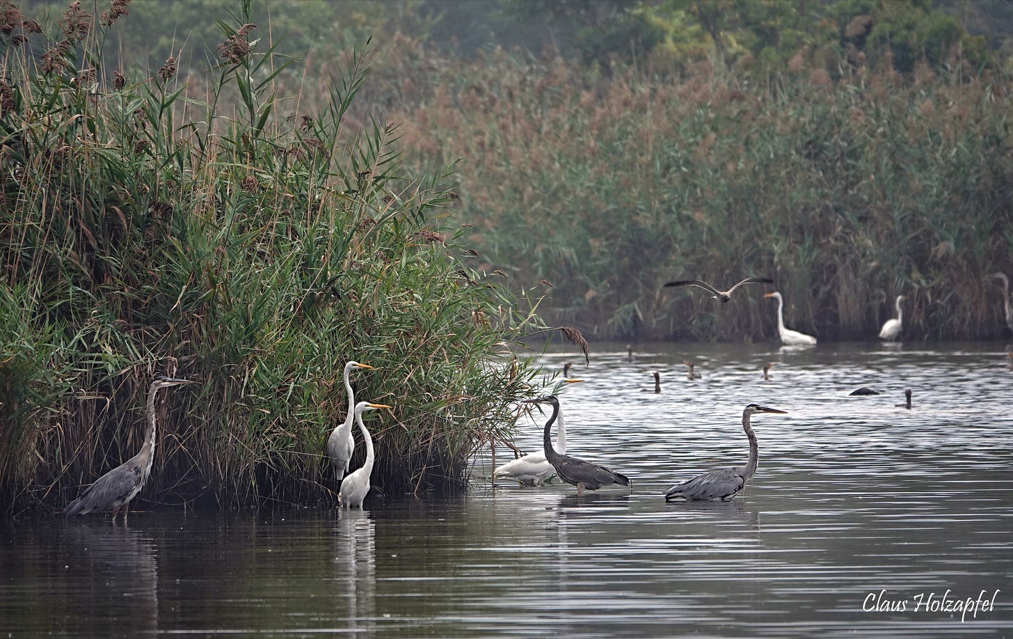 Photo of egrets and other birds in a wetland with reeds