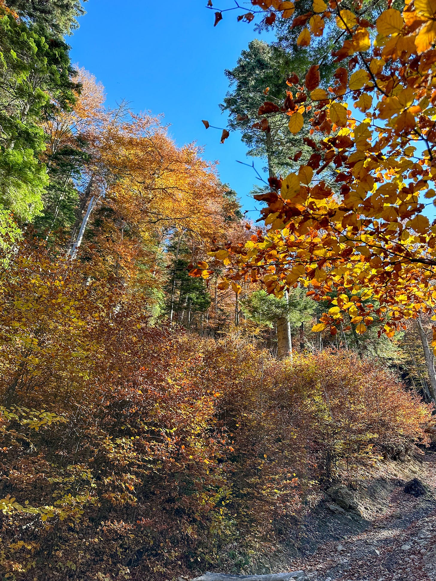 Along the trail...