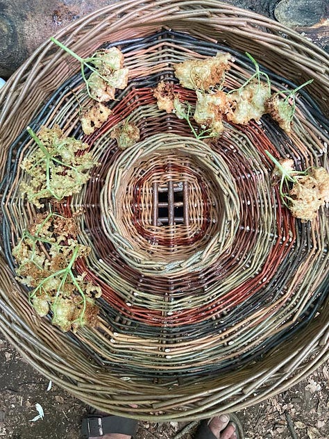 1. Flatlay image looking into basket showing all its natural colours with a few elderflower clusters laid inside it. 2. Me sitting on a log, wearing blue fleece, weaving the handle to my basket. 3. Colours and textures of the forest floor with willow fronds and basketry. 4. Looking up into the tree canopy and seeing only green laced with branches, reminding me of the structure of lungs, our system of blood vessels, our tangle of synapses in the brain. 5. My finished wonky basket sitting on my kitchen table when I arrived home.