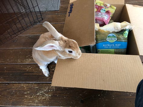 Rabbit with box of treats