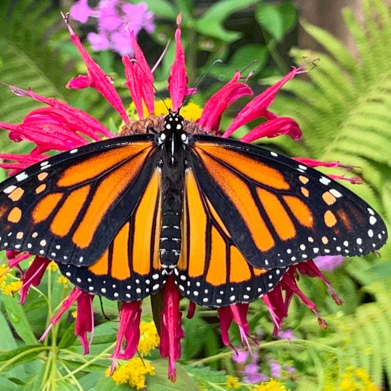 100 Days of Thriving