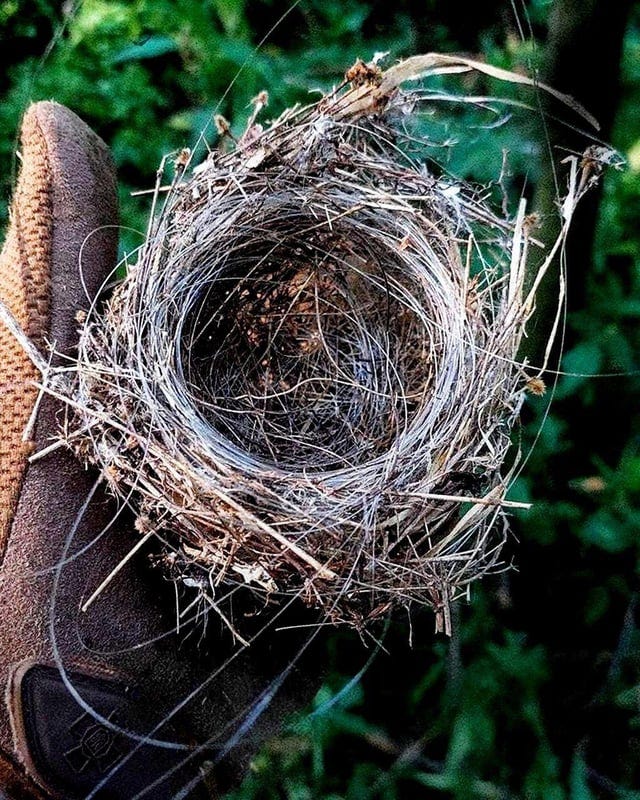 A Bird builds its nest using fibre optic wire reportedly from Ukrainian drone : r/pics A Bird builds its nest using fibre optic wire reportedly from Ukrainian drone : r/pics