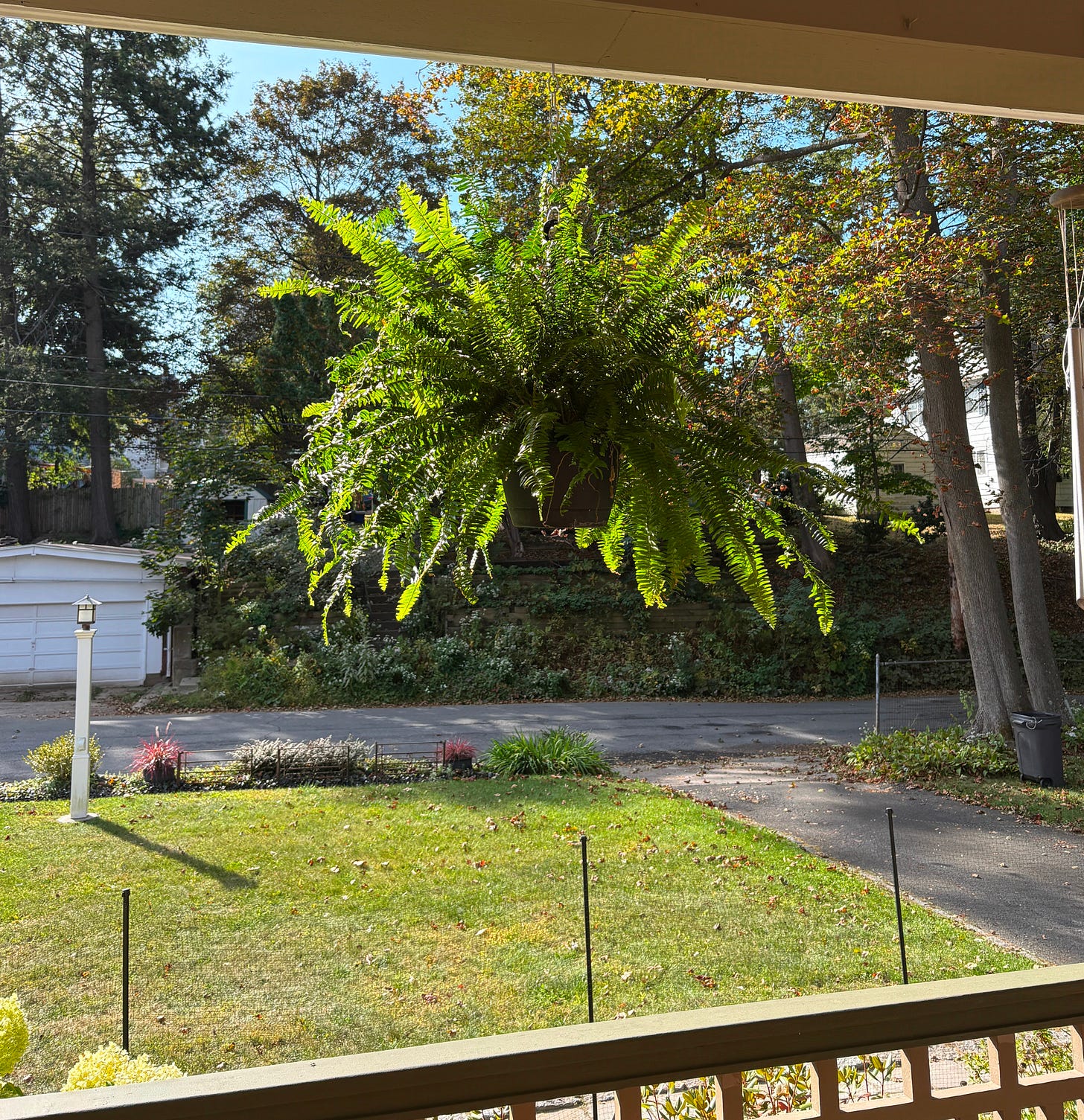 A Boston fern hanging on a porch, a lawn and garden in the background.