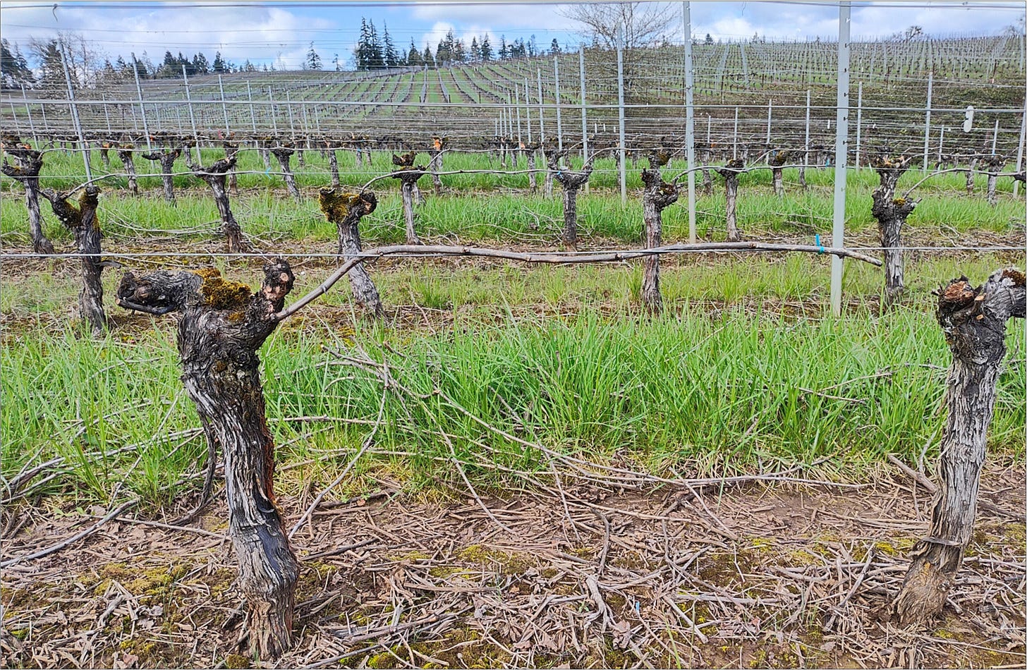 Pruned Pinot Meunier ready to start the Vintage 2025 growing season.