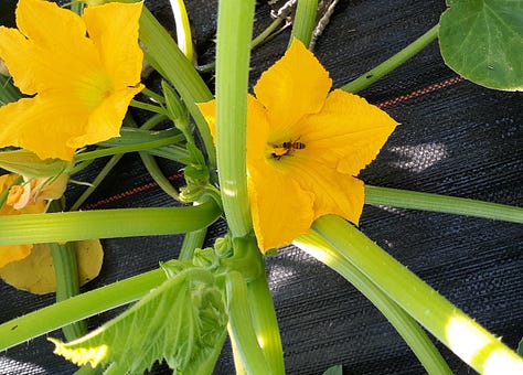 an assortment of pollinators seen on the farm this week