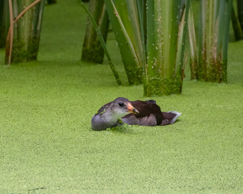 20250918-Sweetwater-138-Edit.jpg 20250918-Sweetwater-138-Edit.jpg