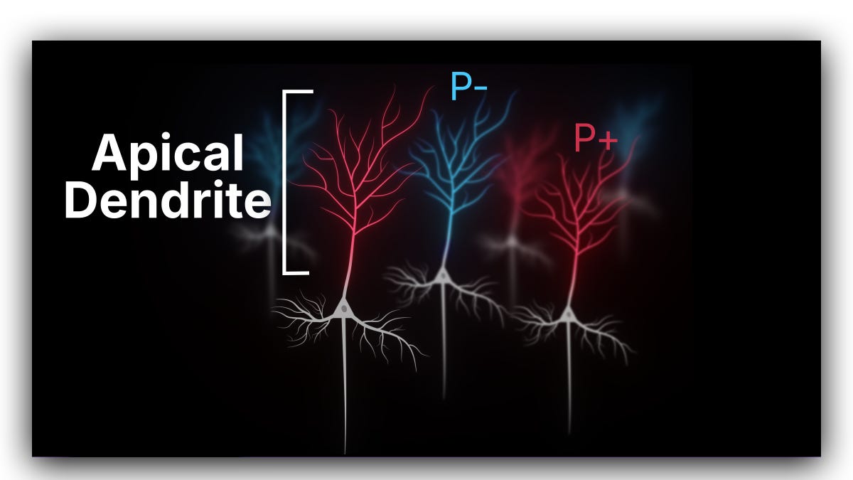 Gradient Denervation Each Neuron Gets Its Own Gradient - by Artem Kirsanov
